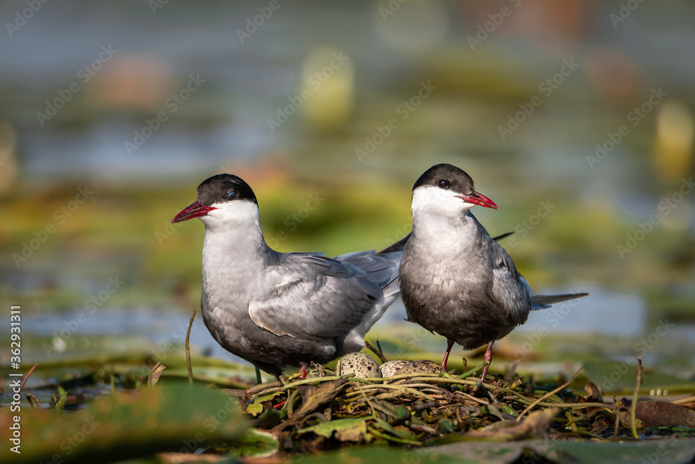 The white-bearded tern bird flies above the nest and feeds its young, the Latin name Chlidonias hybridus The white-bearded tern bird flies above the nest and feeds its young, the Latin name Chlidonias hybridus