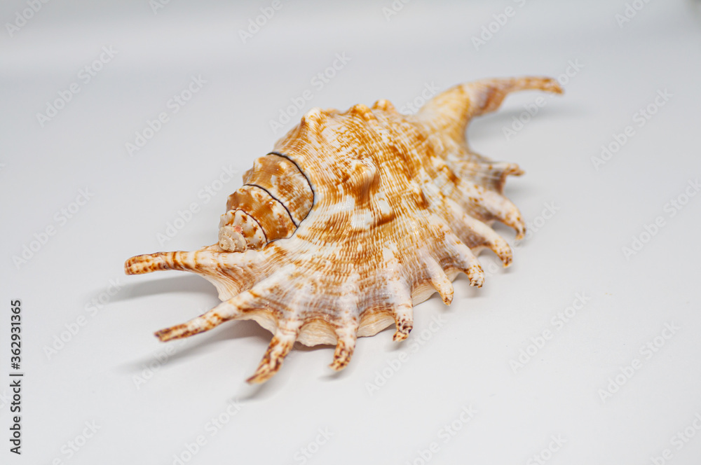 Shell of spider conch, also known as the Lambis lambis, on the white background. Shell of spider conch, also known as the Lambis lambis, on the white background.