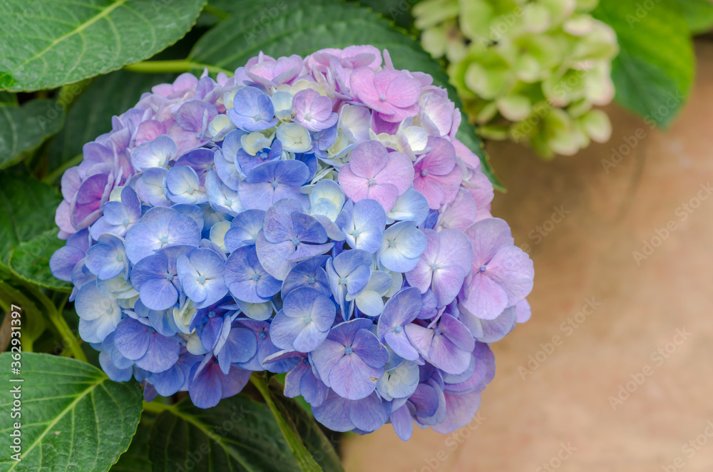 Close up of pastel multi color perple pink and blue hydrangeas flower for background. Close up of pastel multi color perple pink and blue hydrangeas flower for background.
