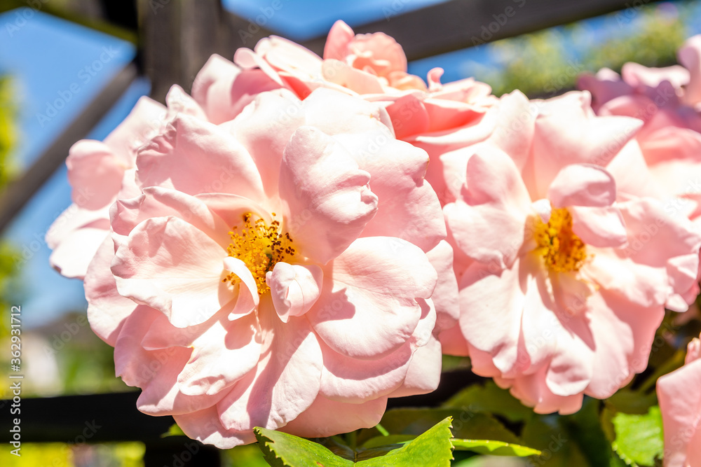 Beautiful pink roses in the garden