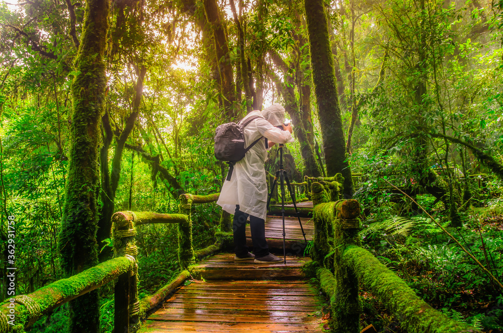 Back view of photographer take a photo in rain forest in rainy day.