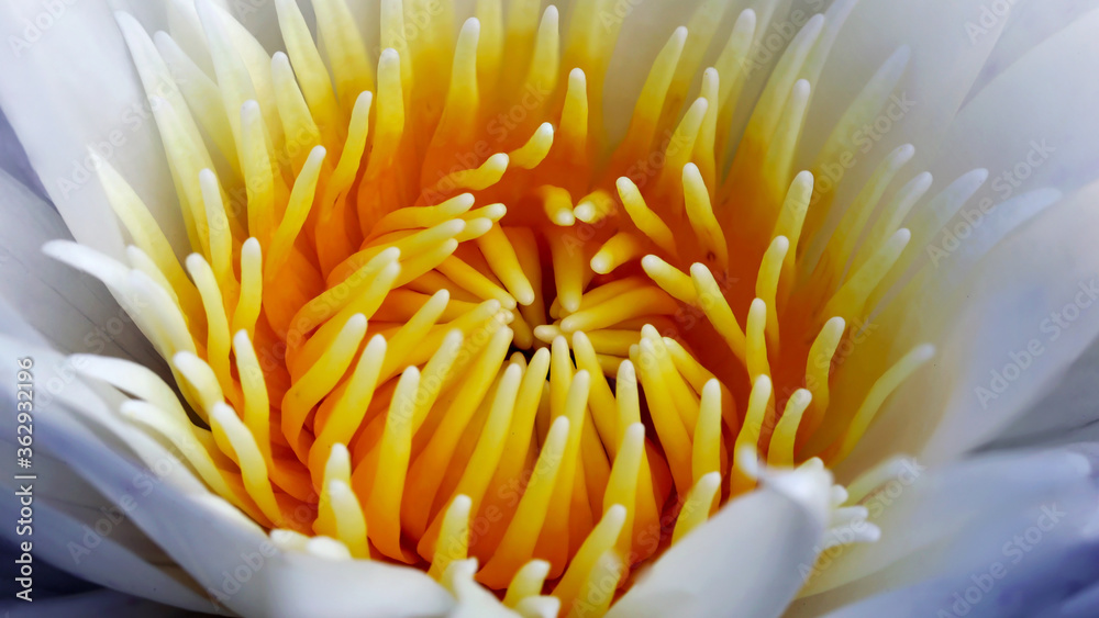 macro photography of inside a water lily, beautiful aquatic flower, tranquil nature scene, in a tropical botanical garden in Bangkok, Thailand macro photography of inside a water lily, beautiful aquatic flower, tranquil nature scene, in a tropical botanical garden in Bangkok, Thailand
