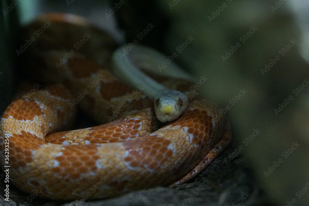 Blaue Schlange in Nahaufnahme 