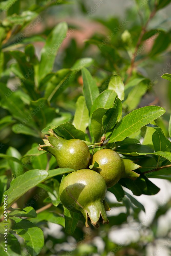 Pomegranate fruits not yet ripened.