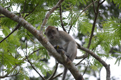 monkey