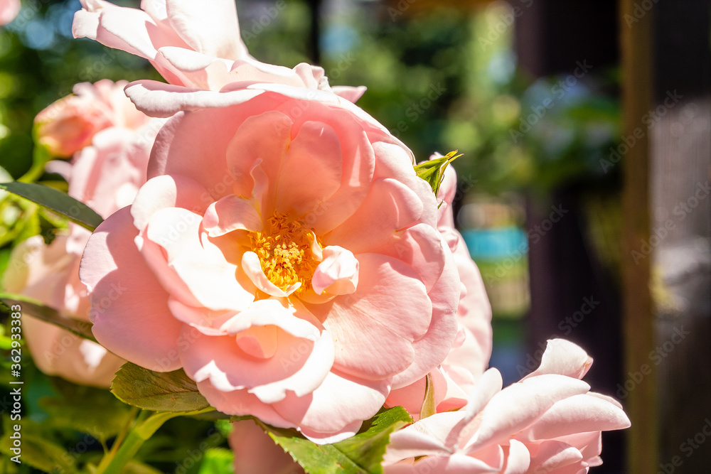 Beautiful pink roses in the garden