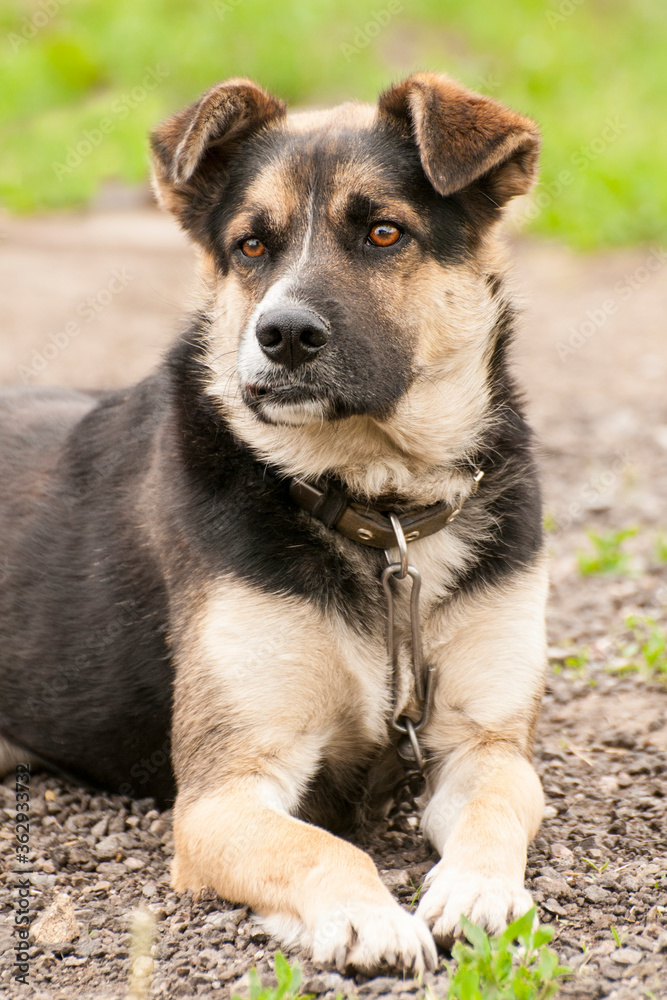 german shepherd dog german shepherd dog