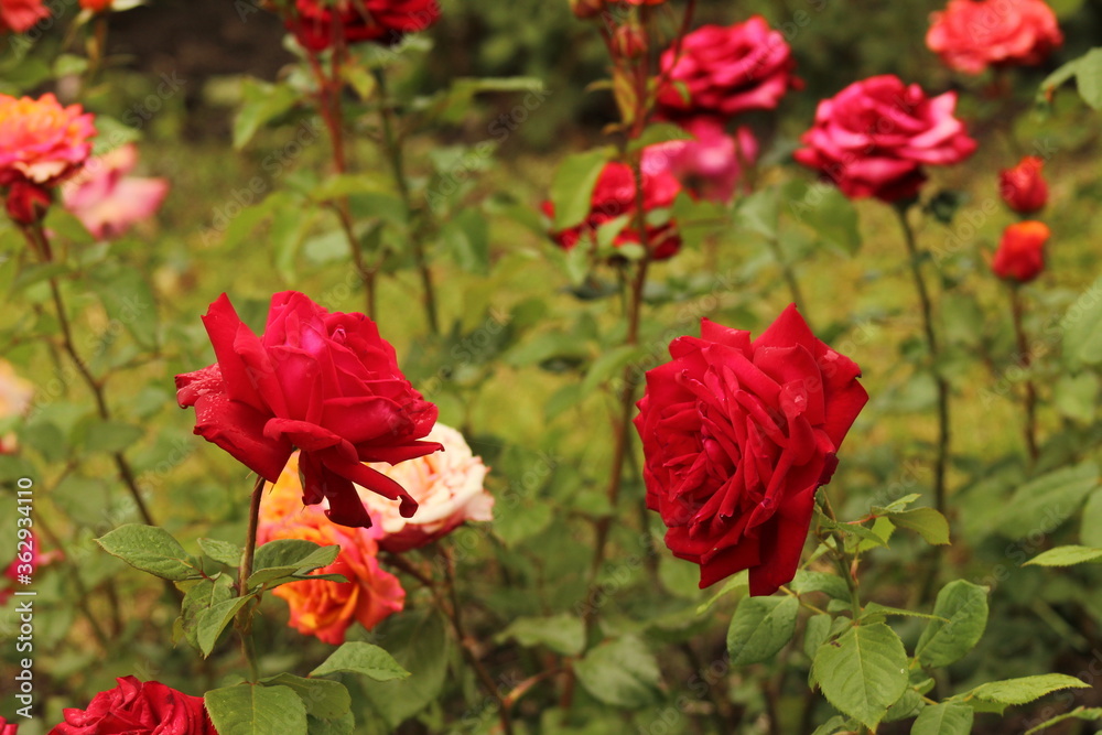 rose in the Park