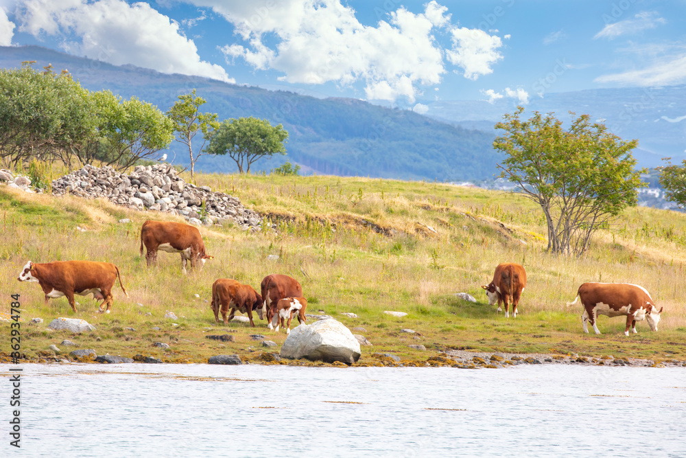 Obraz premium Cattle on summer pasture at Brakholmen in Nordland county
