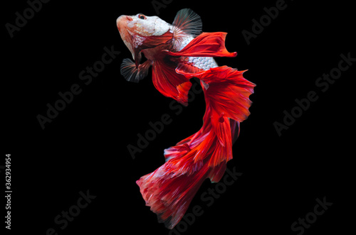 Rhythmic of Betta fish, siamese fighting fish betta splendens (Halfmoon Red Dragon betta ),isolated on black background.