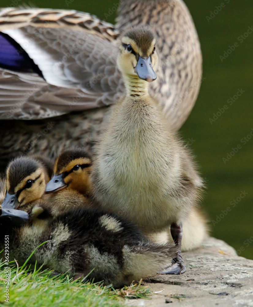 Newly hatched mallard ducklings on the side of the lake
