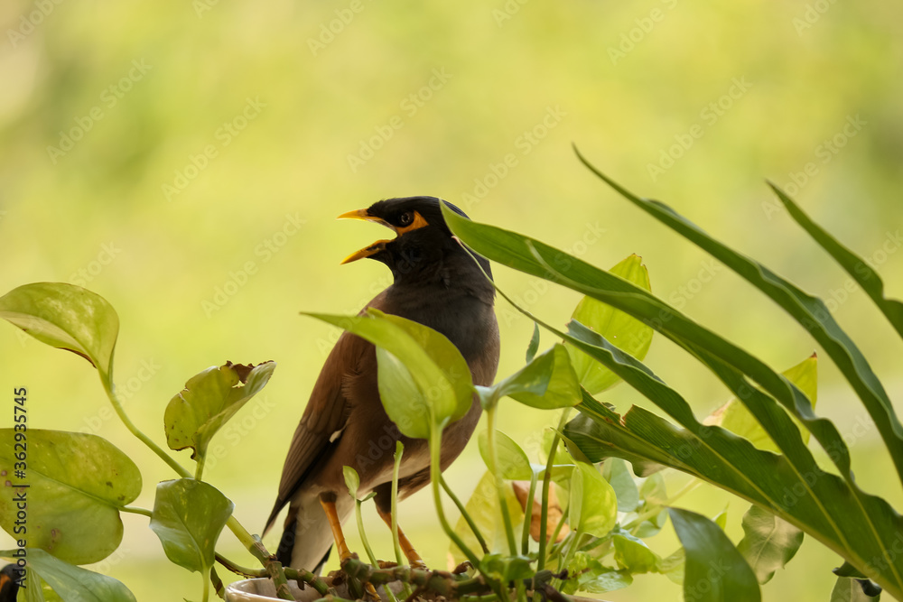 Fototapeta premium Mynah bird and leaves