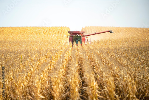 Farmer operates a combine during the agricultural harvest of corn in late fall.  photo