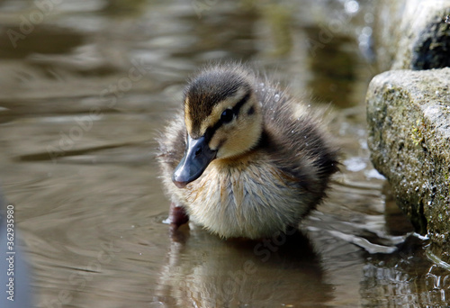 Newly hatched mallard ducklings on the side of the lake