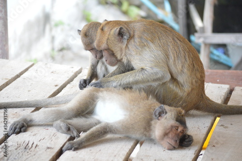 monkey