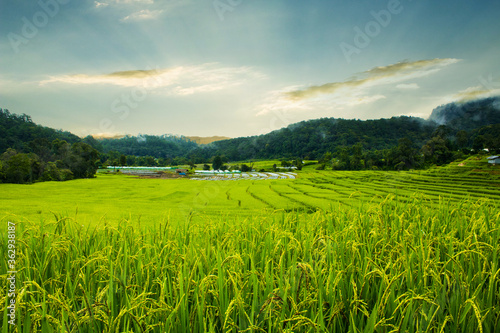 Rice Field in Pa Pong Pieng   Mae Chaem  Chiang Mai  Thailand