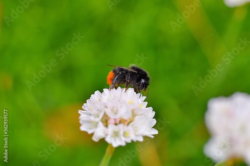 pracowite owady pobierają nektar © Eva Biedrzycka