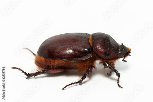 European rhinoceros beetle (Oryctes nasicornis) is a large flying beetle belonging to the subfamily Dynastinae. © Piotr
