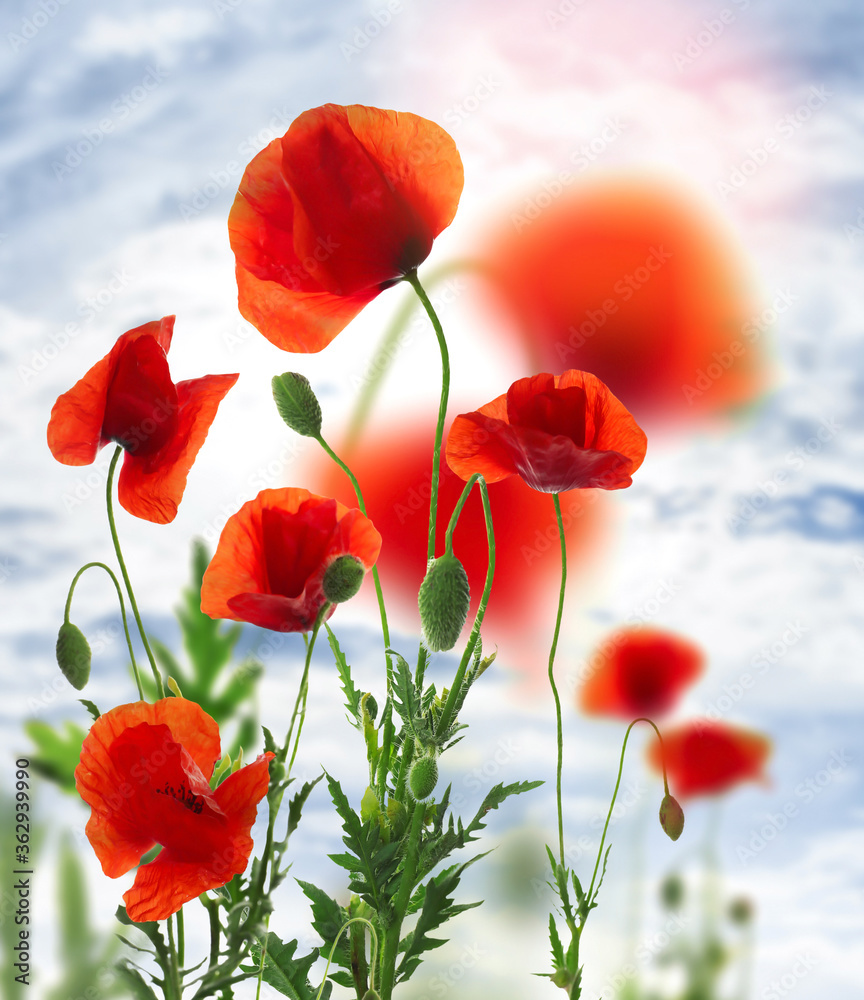 Obraz premium Beautiful red poppy flowers against blue sky with clouds