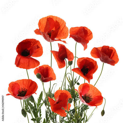 Beautiful red poppy flowers isolated on white © New Africa