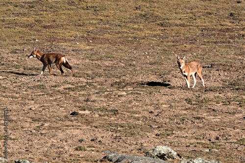 Ethiopian wolf, Canis simensis. It is an endemic animal living on the Sanetti plateau in the Bale mountains National Park. Ethiopia. Africa. photo
