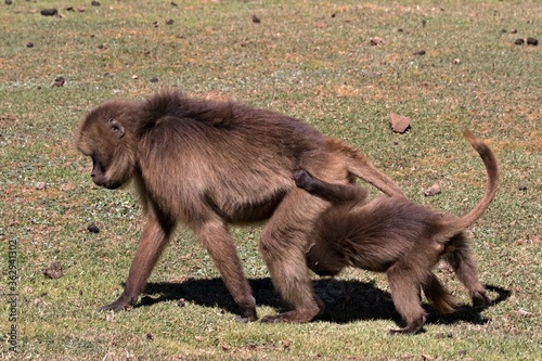 Gelada Baboon /Theropithecus Gelada/.  Simien Mountains National Park. Geladas are great primates living in Ethiopia only. Africa.