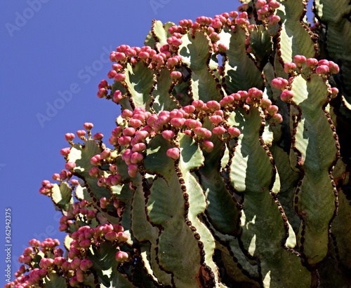 Euphorbia candelabrum is a succulent species of plant in the family Euphorbiaceae, one of several plants commonly known as candelabra tree. Northen Ethiopia. Africa. photo