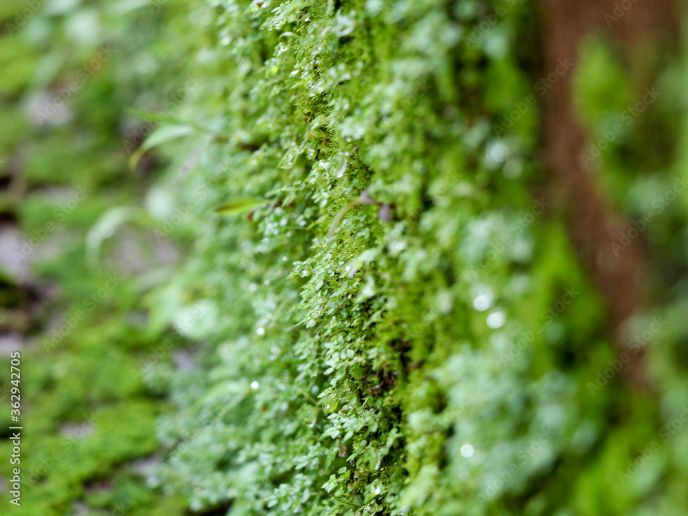 Light green color moss on wall in rain, texture