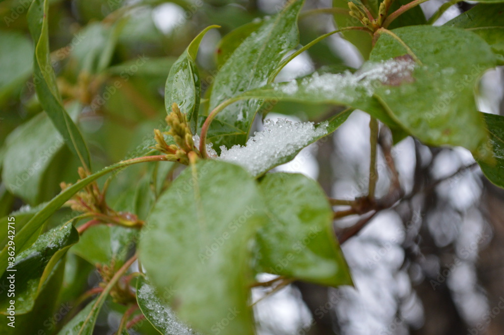 snow on leaves