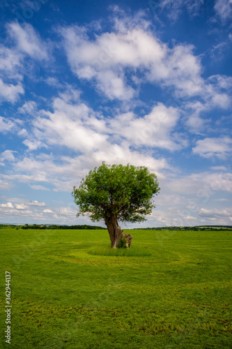 ein Baum auf einer grünen Wiese vor bewölktem Himmel © jsr548