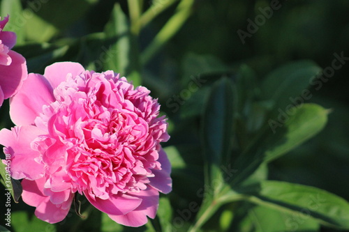 pink peony flower