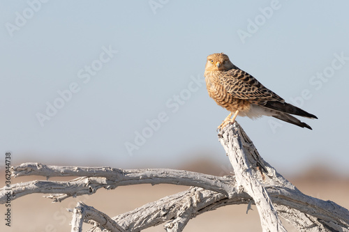 Photography Greater kestrel or white-eyed kestrel (Falco rupicoloides) in Etosha national pa