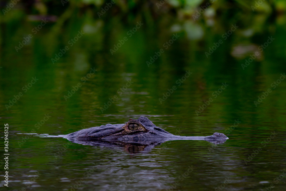 Crocodiles in the Amazonian Pantanal
Crocodiles in the Amazonian Pantanal