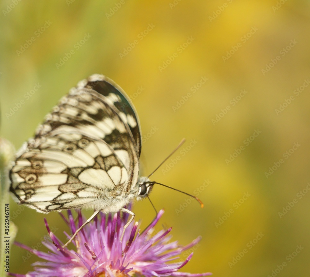 Butterfly on a colored background. Natural background. Insects close-up. Butterfly on a colored background. Natural background. Insects close-up.