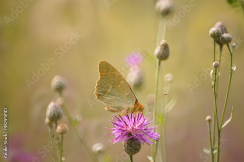 Butterfly on a pink background. Natural background. © Станислав 