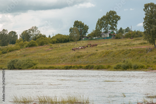 Summer nature river landscape. River grass summer view. Summer green river scene