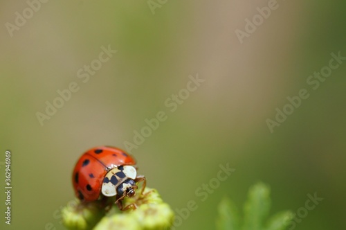 Ladybug on a colored background. Insects in nature. © Станислав 