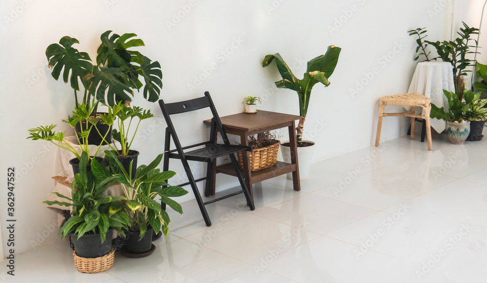 Green and living space of living room with plants and philodendron with chairs and tables. Room is decorated in white and minimal tone.