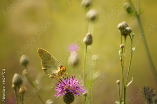 Butterfly on a colored background. Natural background. Insects close-up. © Станислав 