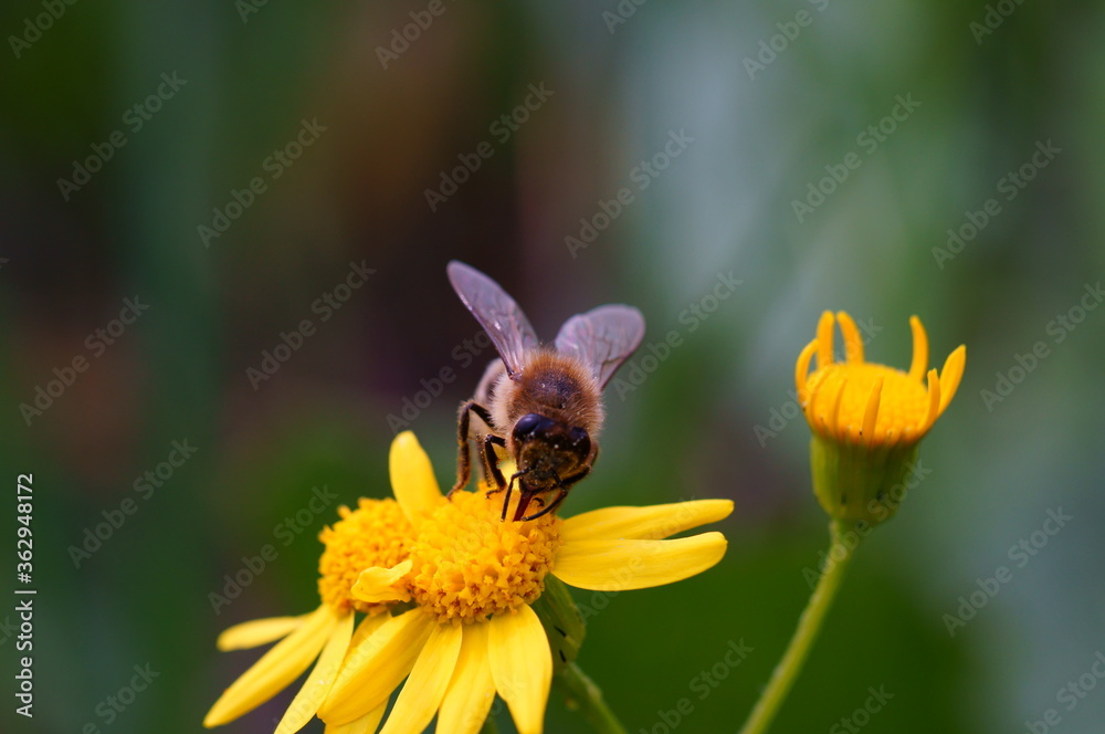 A bee on a yellow flower. Natural background. Insects on a flower of the field. A bee on a yellow flower. Natural background. Insects on a flower of the field.