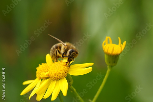 A bee on a yellow flower. Natural background. Insects on a flower of the field.