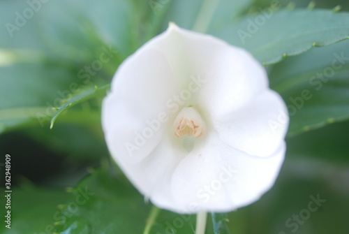 Compact White flowers
