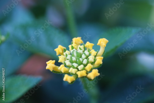 Yellow Lantana