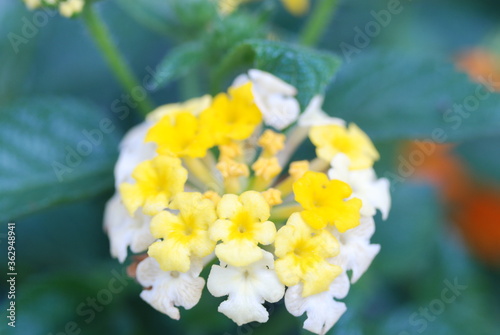 Yellow Lantana