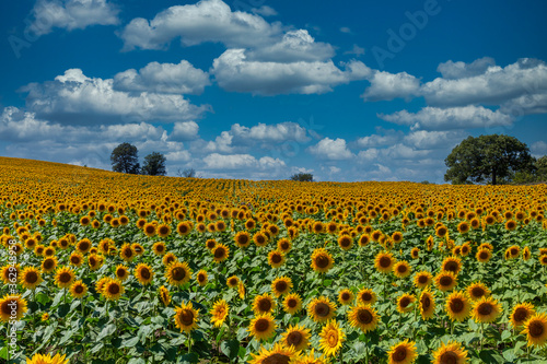 "Sunflowers Forever" © scottevers7
