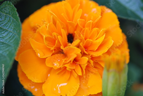 Orange Marigold