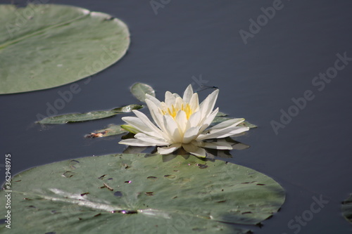 white water lily with damselfly