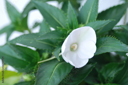 Compact White flowers