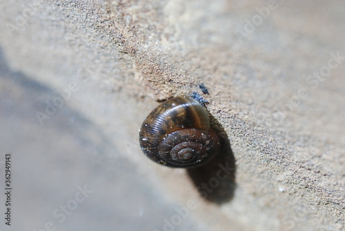 Snail