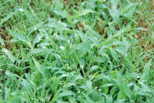Grass after the rain